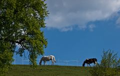 *" Weideglück "*