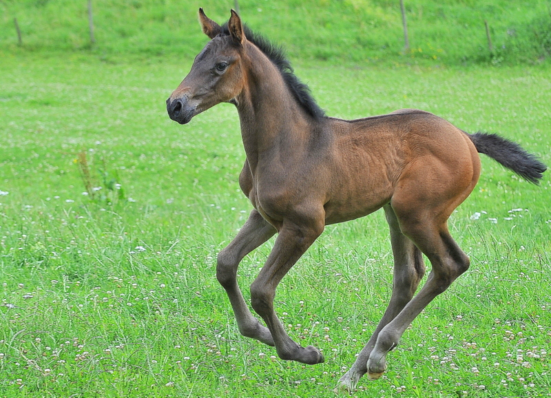 Weideglück von burmafu 