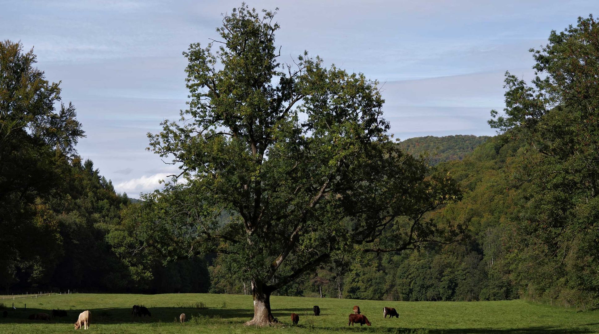 Weideglück am Brühlbach