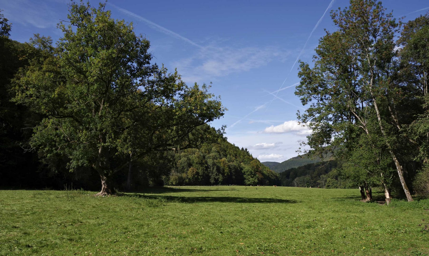 Weideglück am Brühlbach