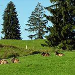 "Weideglück bei Missen"