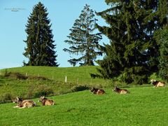 "Weideglück bei Missen"