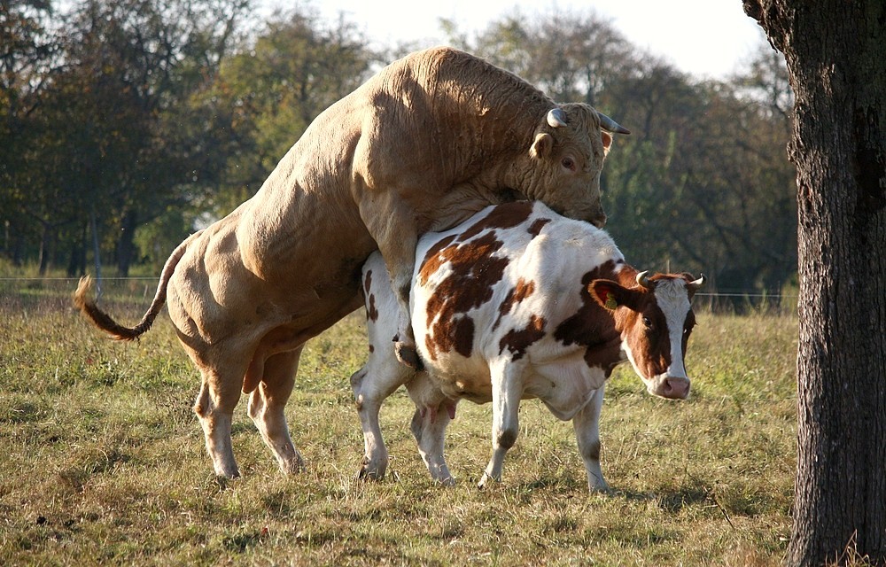 Weideglück..