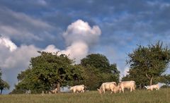 ~~~ Weideglück ~~~