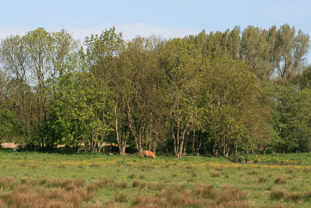 Weidegrund