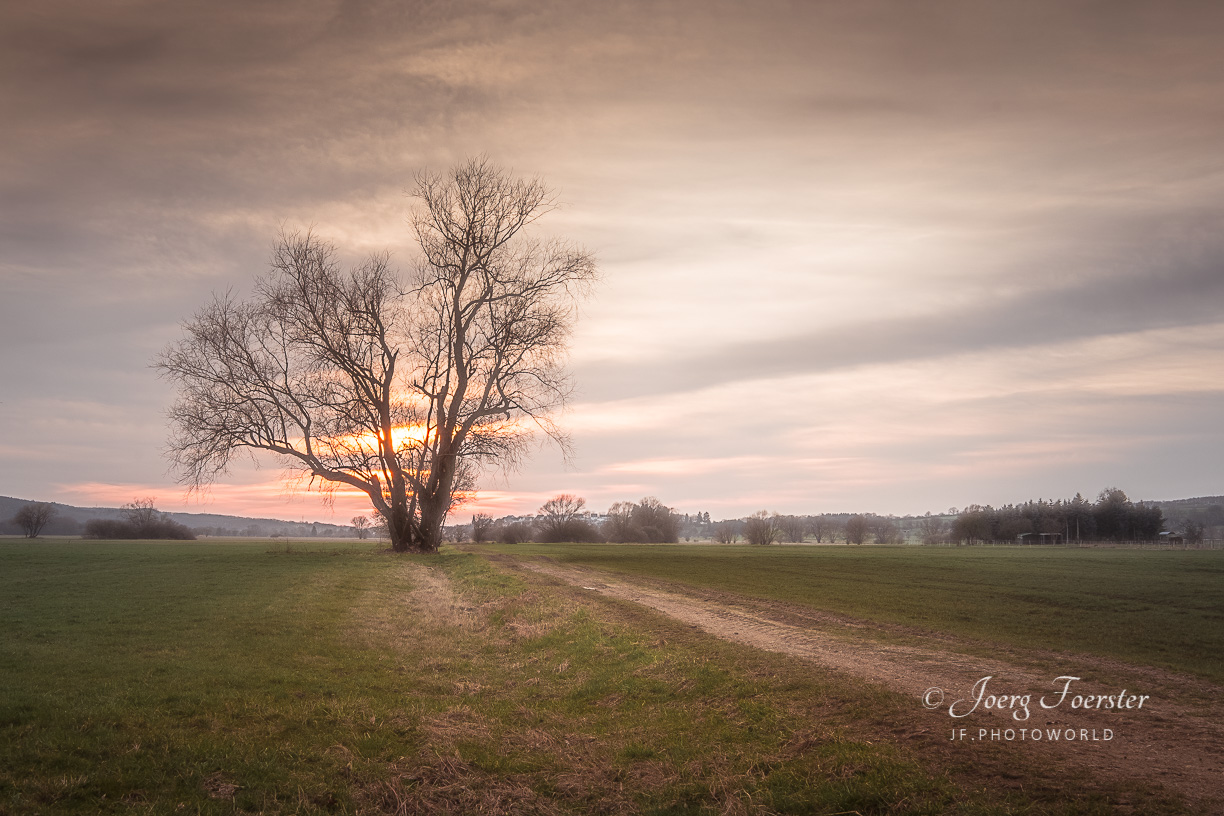 Weide_im_Sonnenuntergang