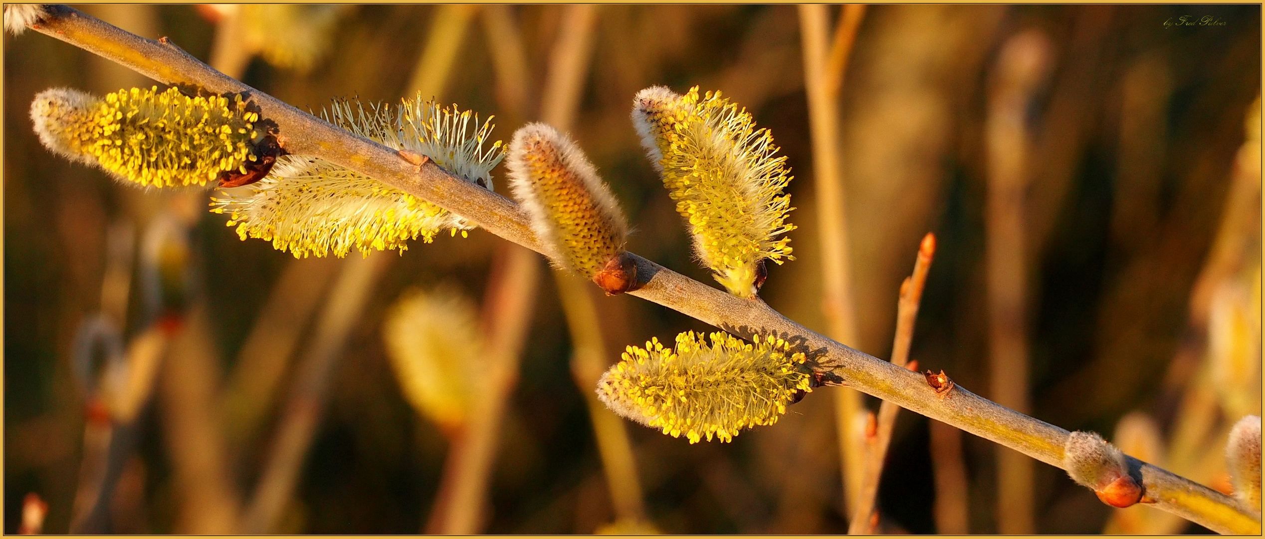 Weidekätzchen Foto & Bild natur, jahreszeiten, frühling Bilder auf