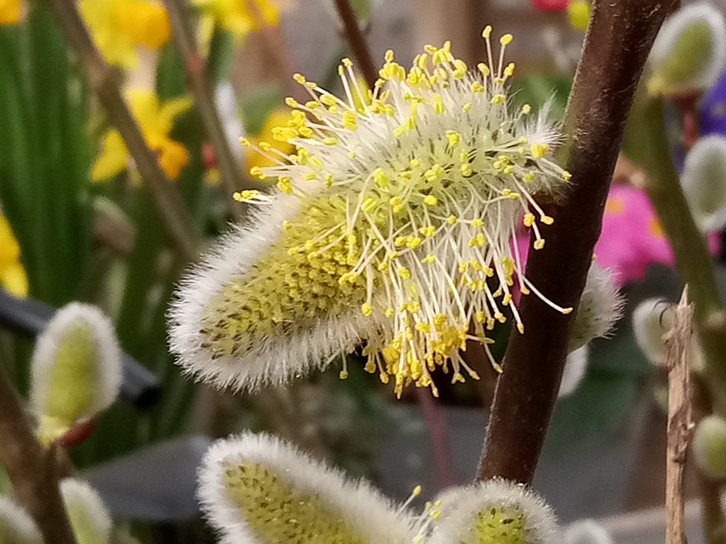 Weidekätzchen Foto & Bild natur, landschaft, pflanzen Bilder auf