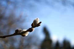 Weidekätzchen am sonnigen Sonntag