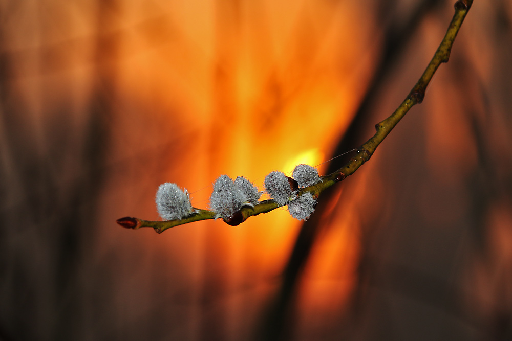 Weidekätzchen bei Sonnenaufgang