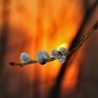 Weidekätzchen bei Sonnenaufgang