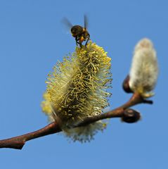 Weidekätzchen -Bestäubung-