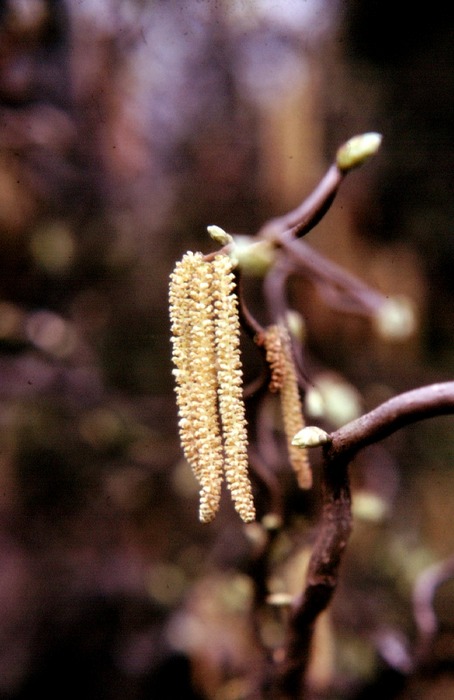 Weidekätzchen