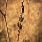 Weidekätzchen im Frühling