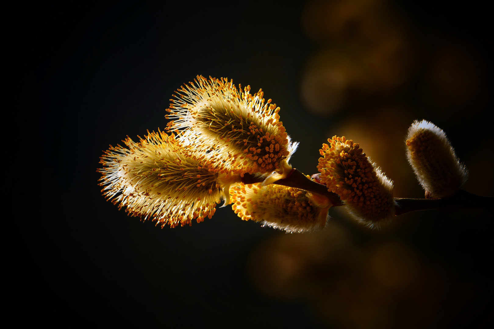 Weidekätzchen in der Abendsonne