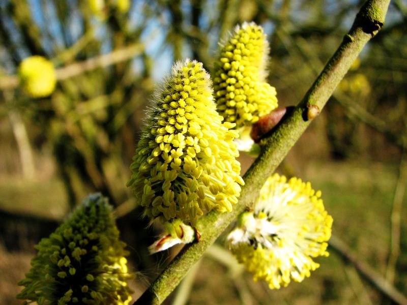 Weidekätzchen in voller Blüte