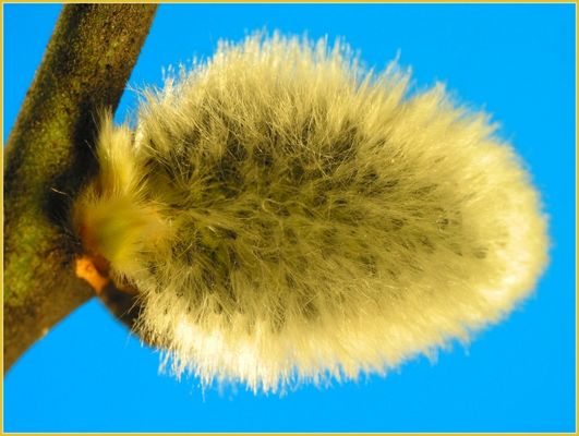 Weidekätzchen, komm nur näher...