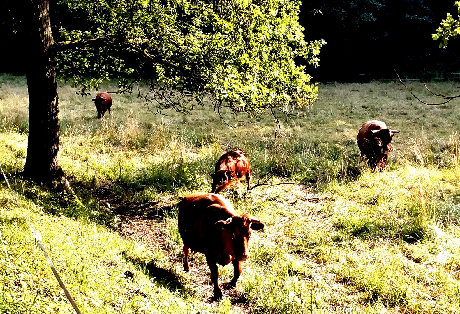 Weidekühe im Fohnbachtal