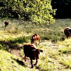 Weidekühe im Fohnbachtal