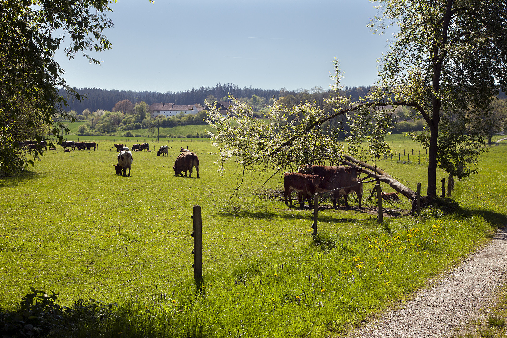 Weideland Foto & Bild | landschaft, Äcker, felder & wiesen ...