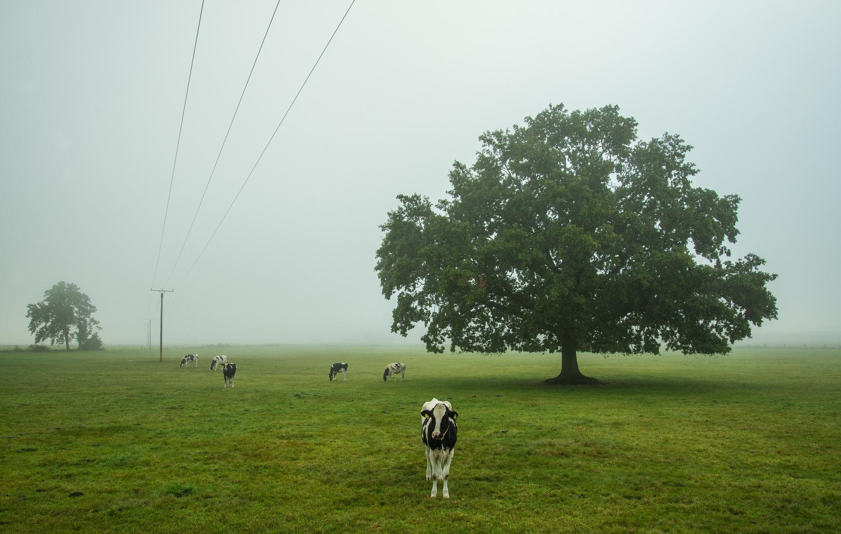 Weideland im Nebel