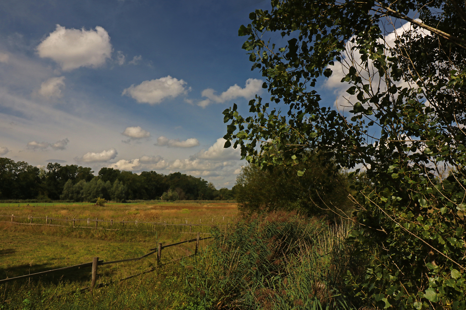 Weideland im Spätsommer