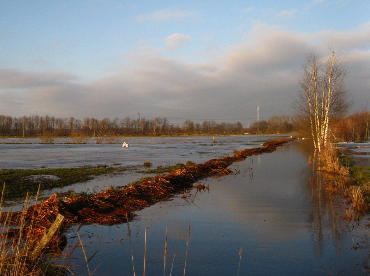 Weideland im Winter