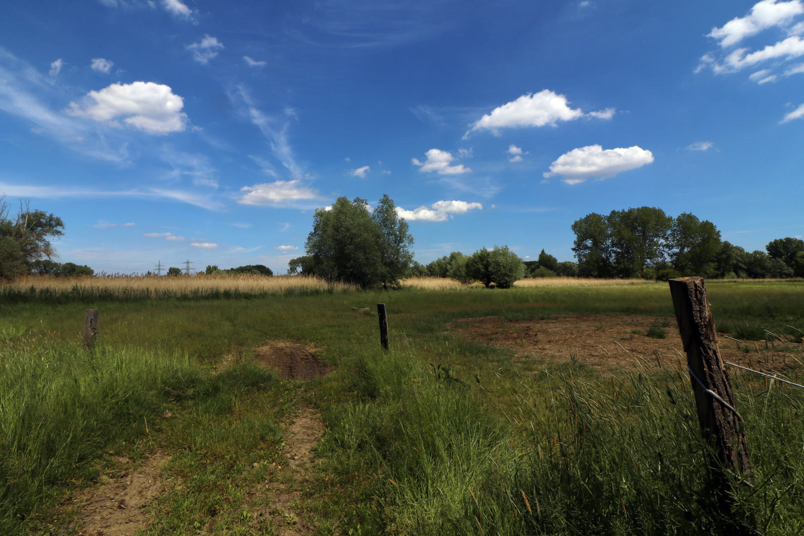 Weideland in der Okeraue