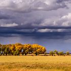 Weideland, Wyoming, USA