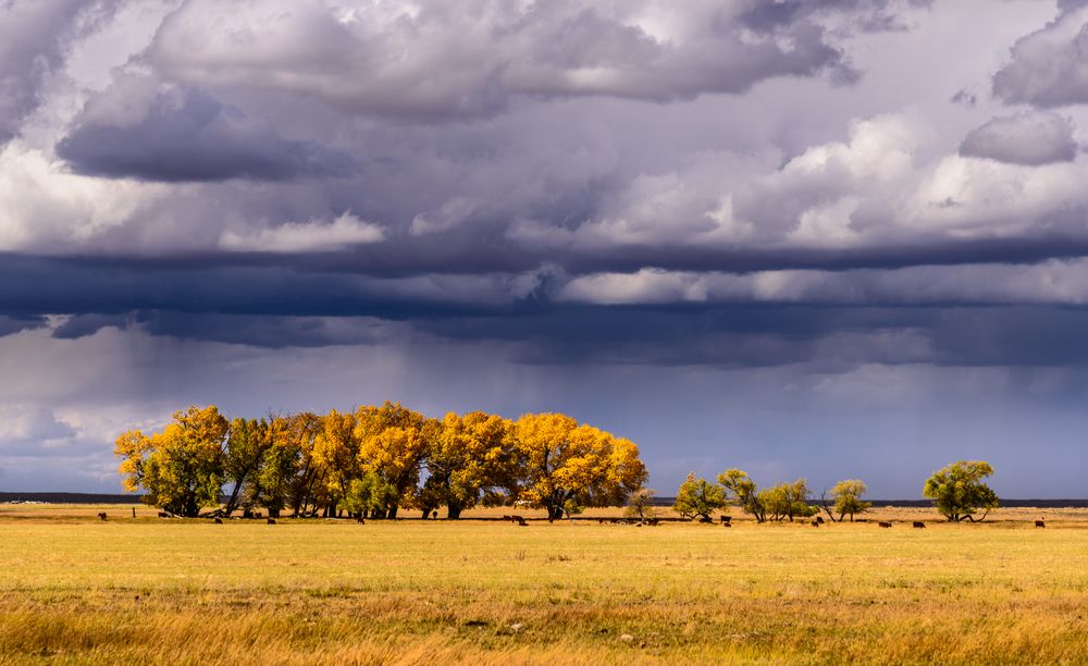 Weideland, Wyoming, USA