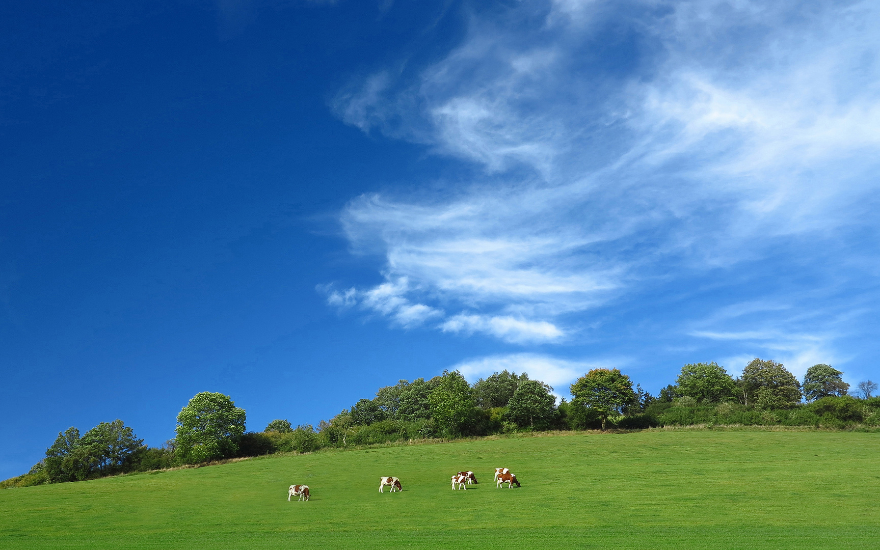 Weidelandschaft an der Markshöhe