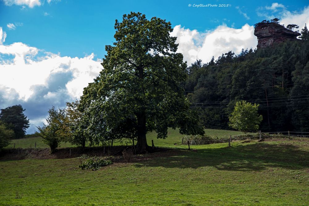 Weidelandschaft beim Bärenbrunnerhof