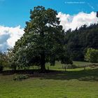 Weidelandschaft beim Bärenbrunnerhof