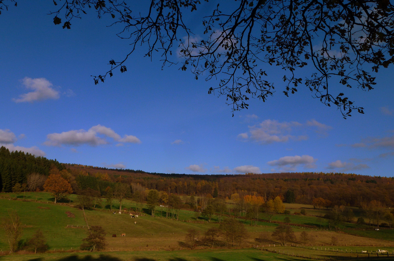 - Weidelandschaft im Ahletal...