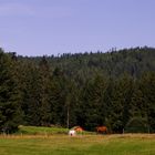 Weidelandschaft in Buhlbach