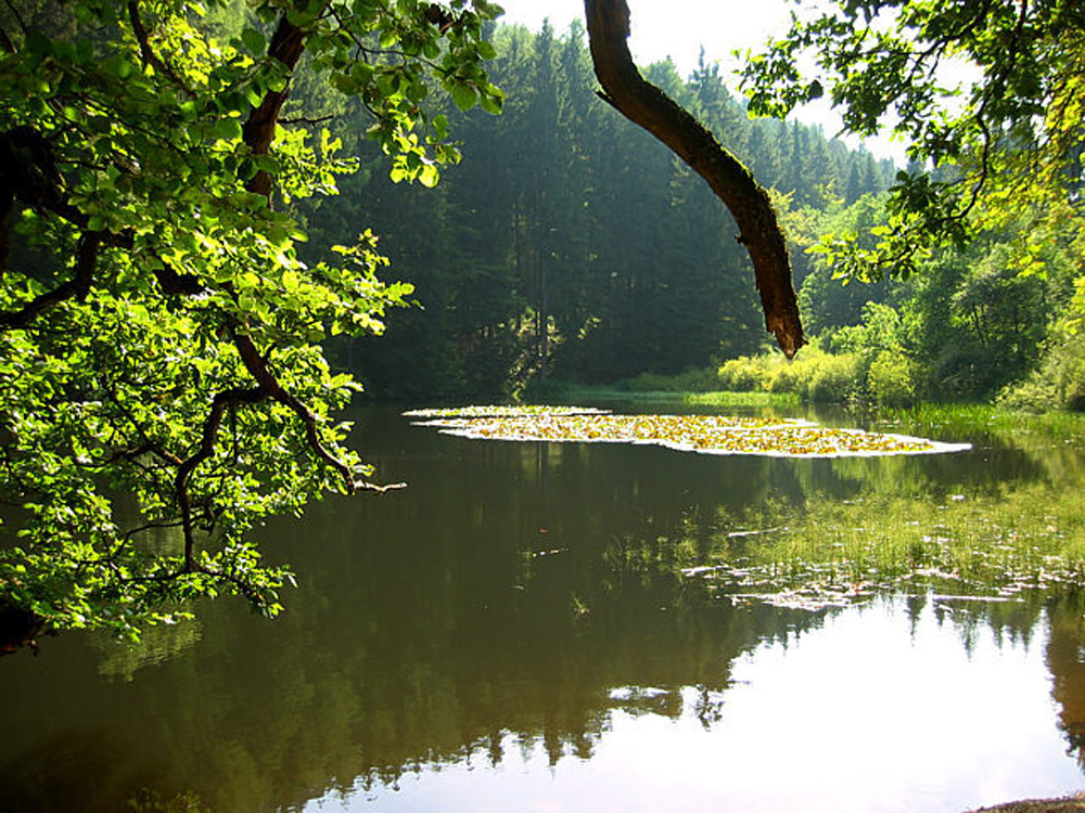 Weidelbacher Weiher