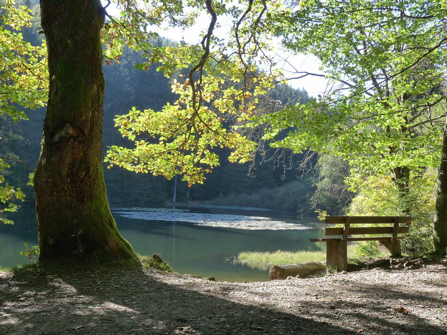 Weidelbacher Weiher