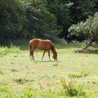 Weideleben - der Fuchs genießt es