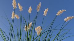 Weidelgras vor blauem Himmel