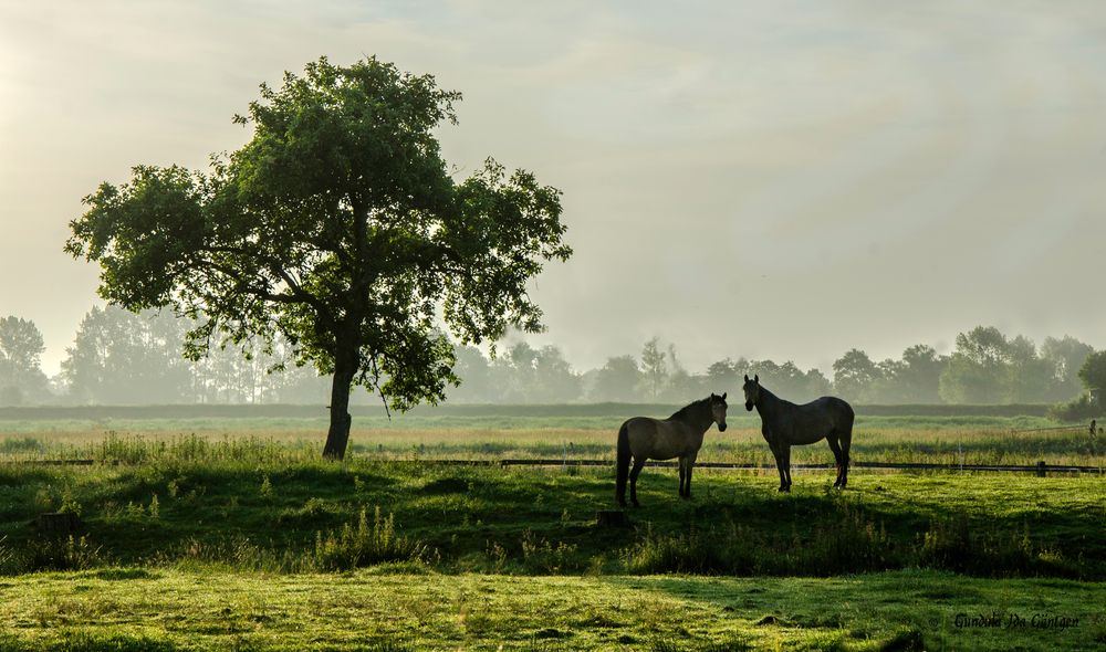 Weidemorgen