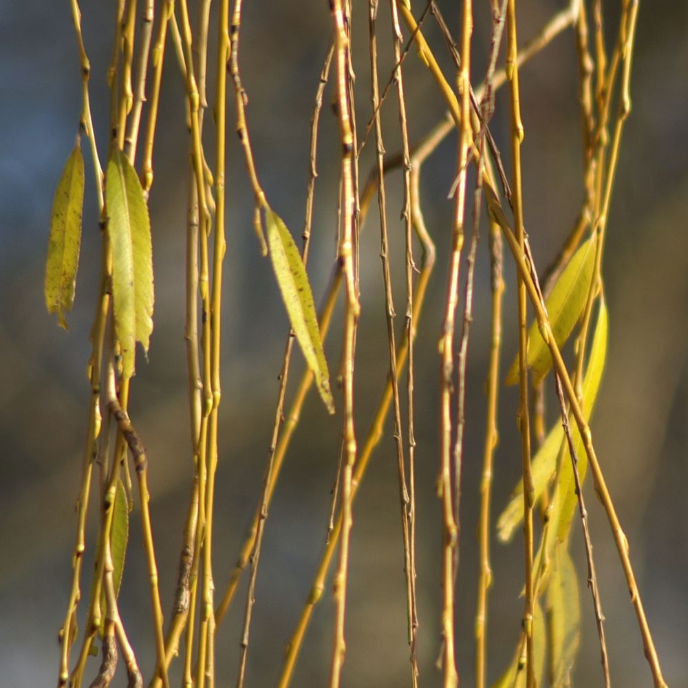 Weiden-Äste Foto & Bild | pflanzen, pilze & flechten, bäume, baumrinden ...