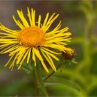 Weiden-Alant (Inula salicina).