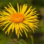 Weiden-Alant (Inula salicina)