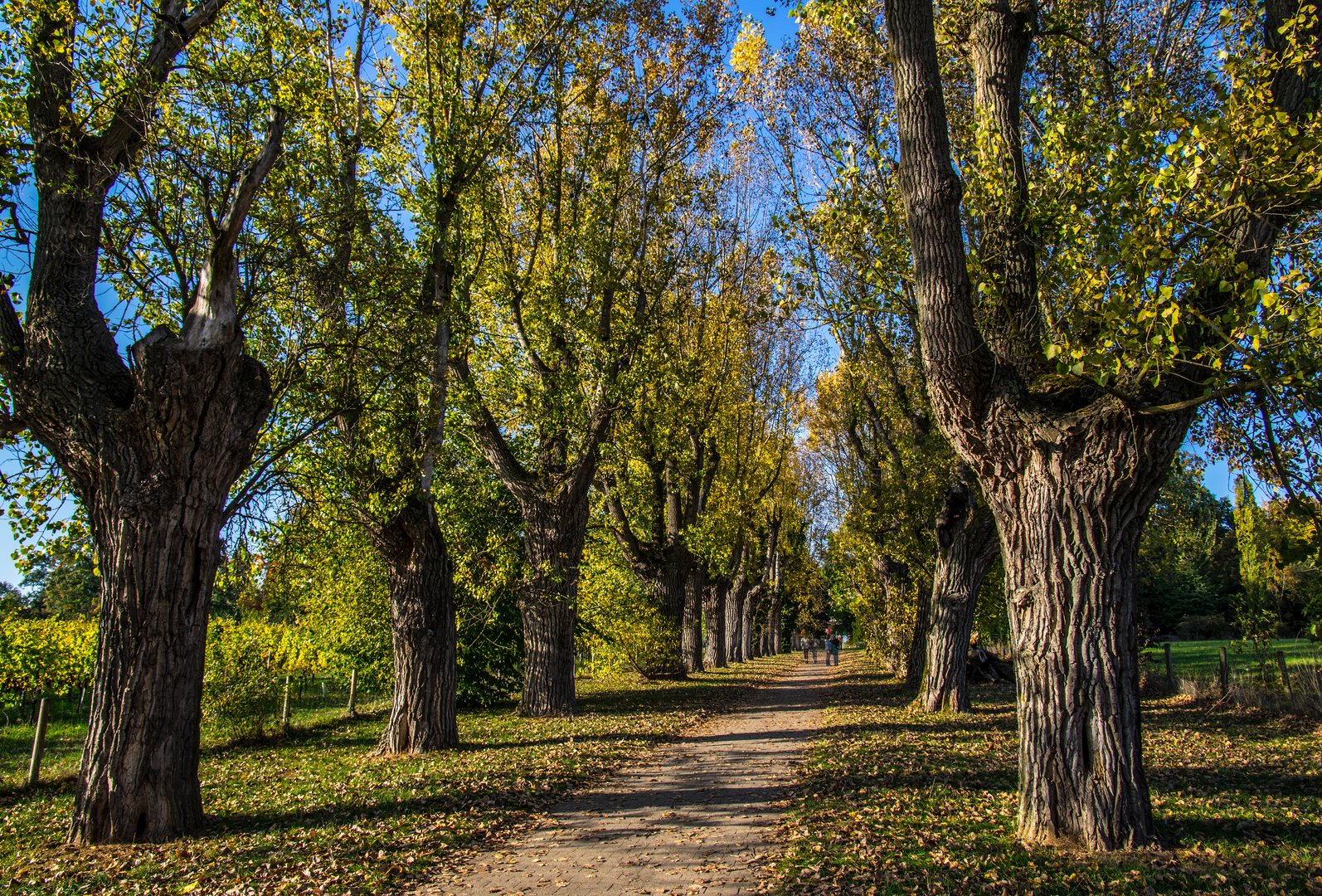 Weiden-Allee im Herbst