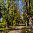 Weiden-Allee im Herbst