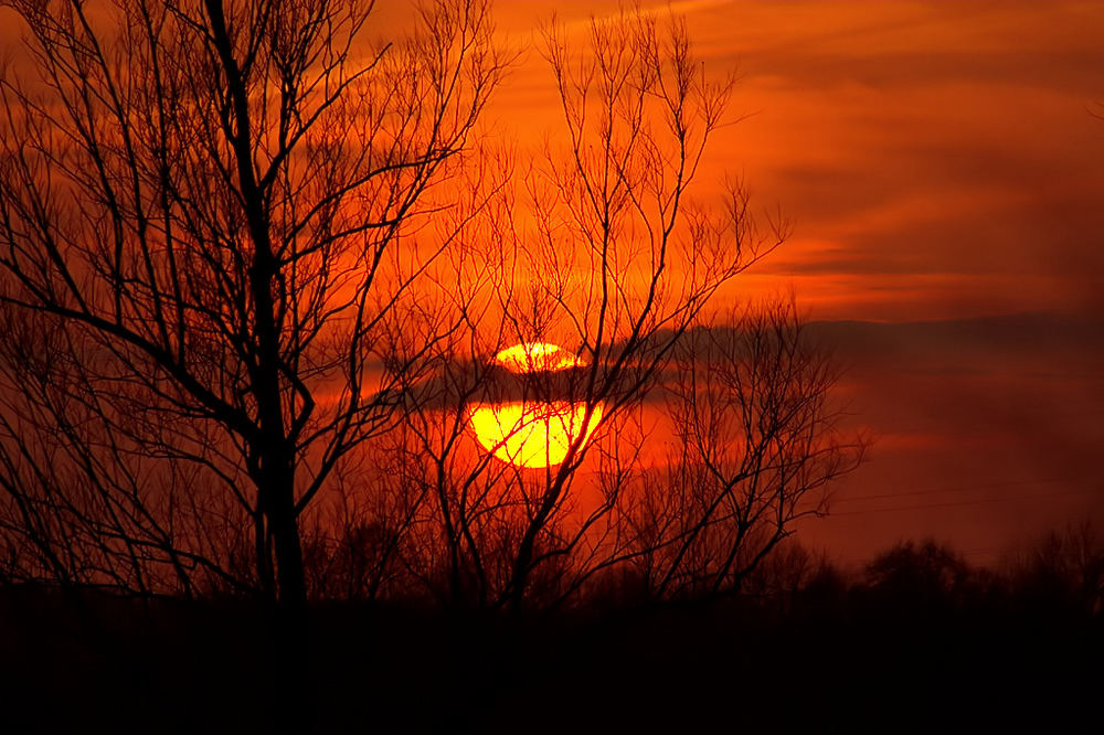 Weiden am Abend