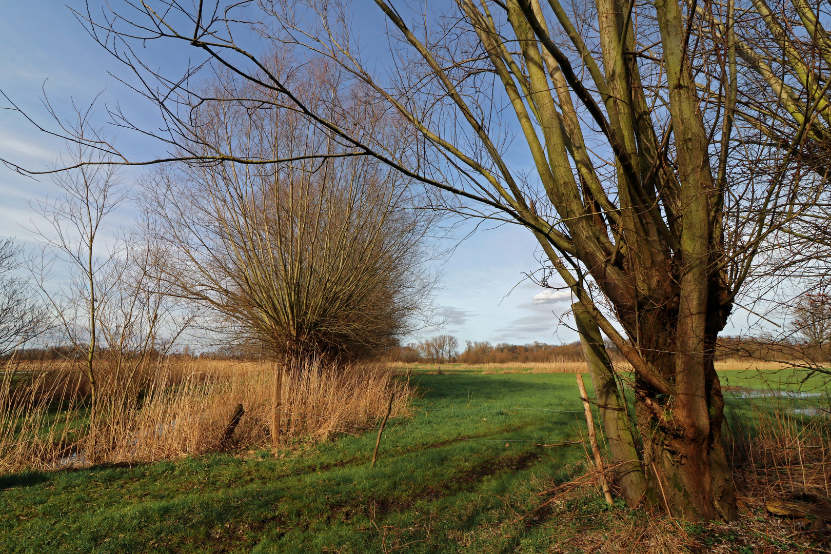 Weiden am Feldsaum 