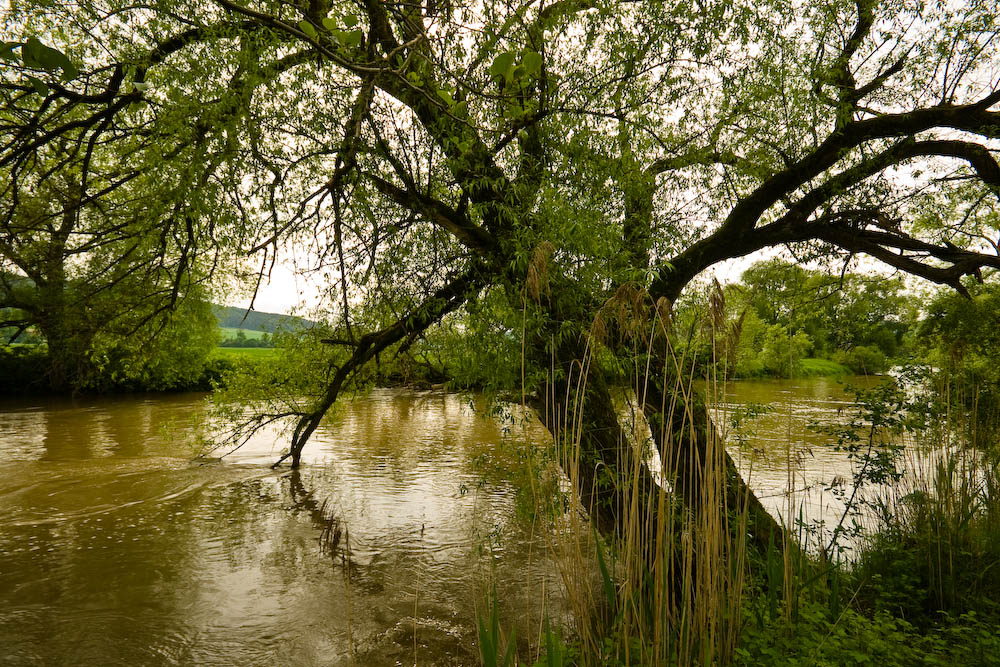 Weiden am Fluß