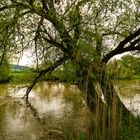 Weiden am Fluß