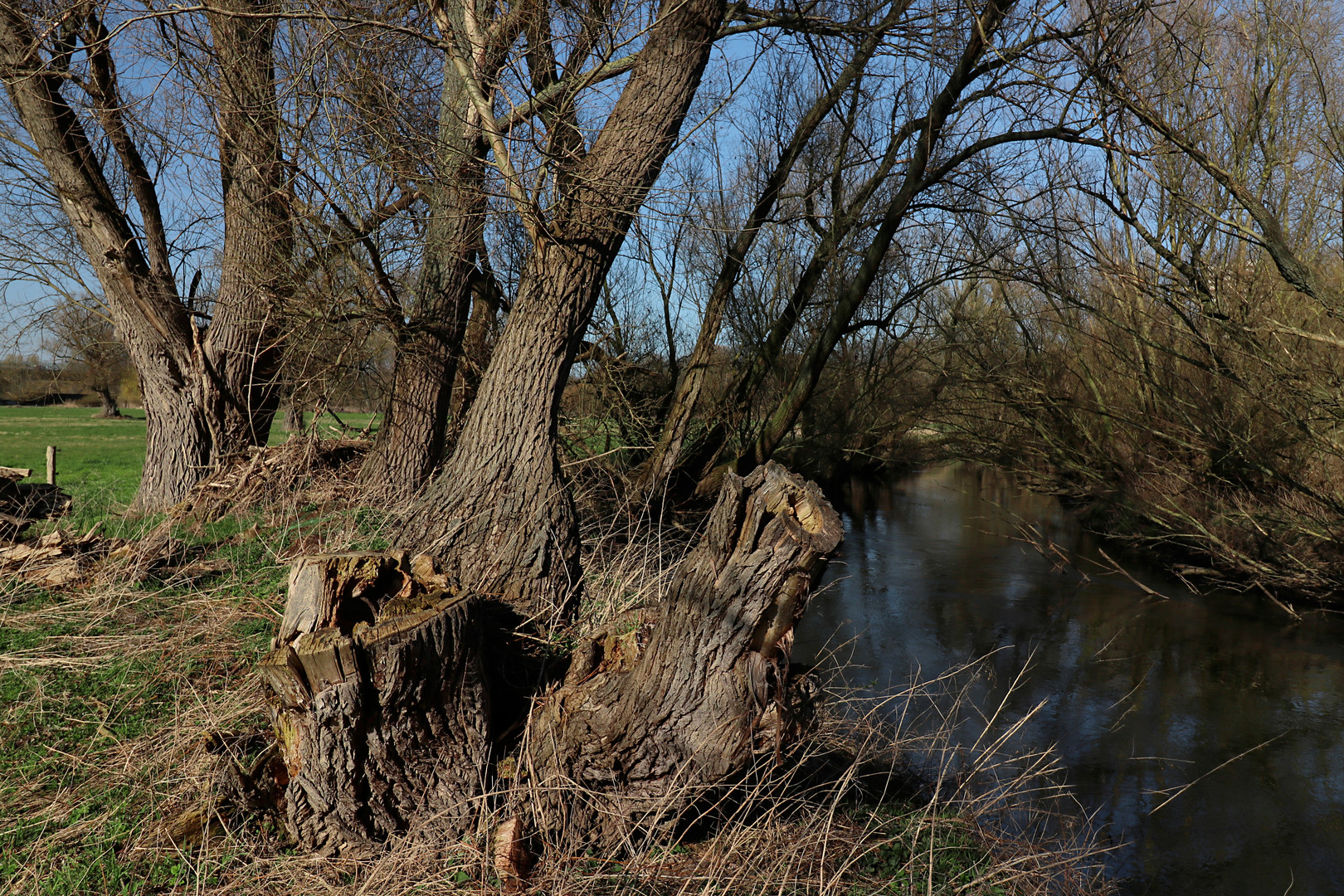 Weiden am Flussufer